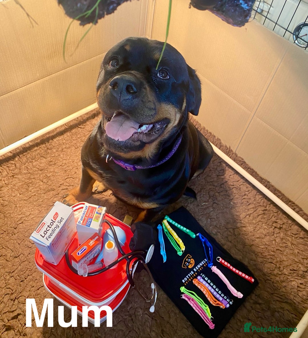 Rottweiler dogs for sale: 🏆(Kc)Champion bloodline Rottweiler puppies. - Image 15