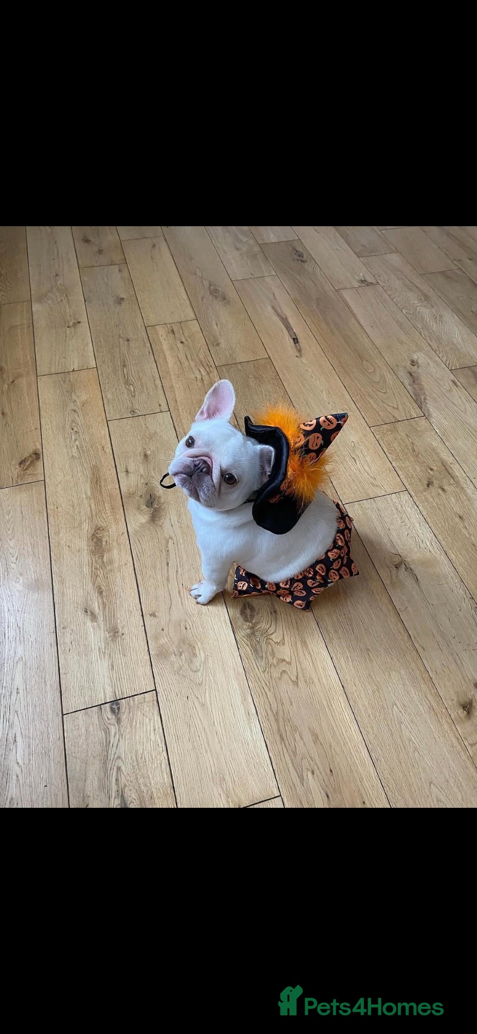 French Bulldog dogs Stunning Black and Tan French Bulldog puppies  - Advert 5
