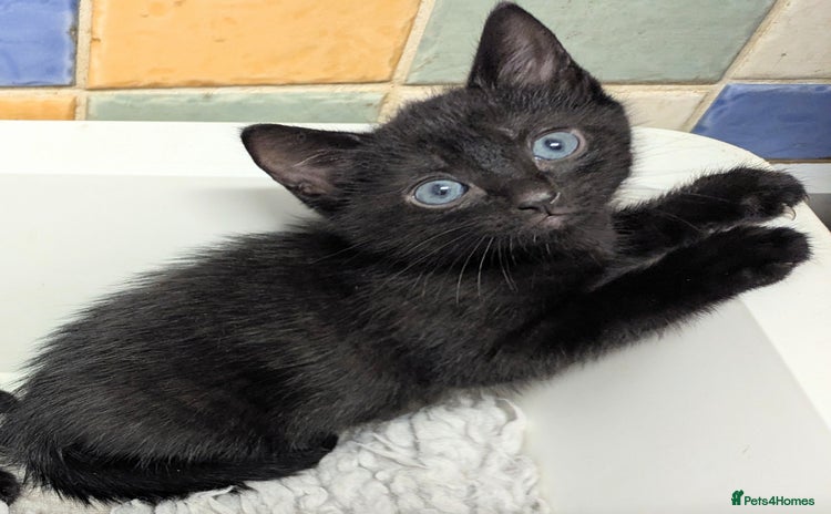 Russian Blue cats - Advert 4