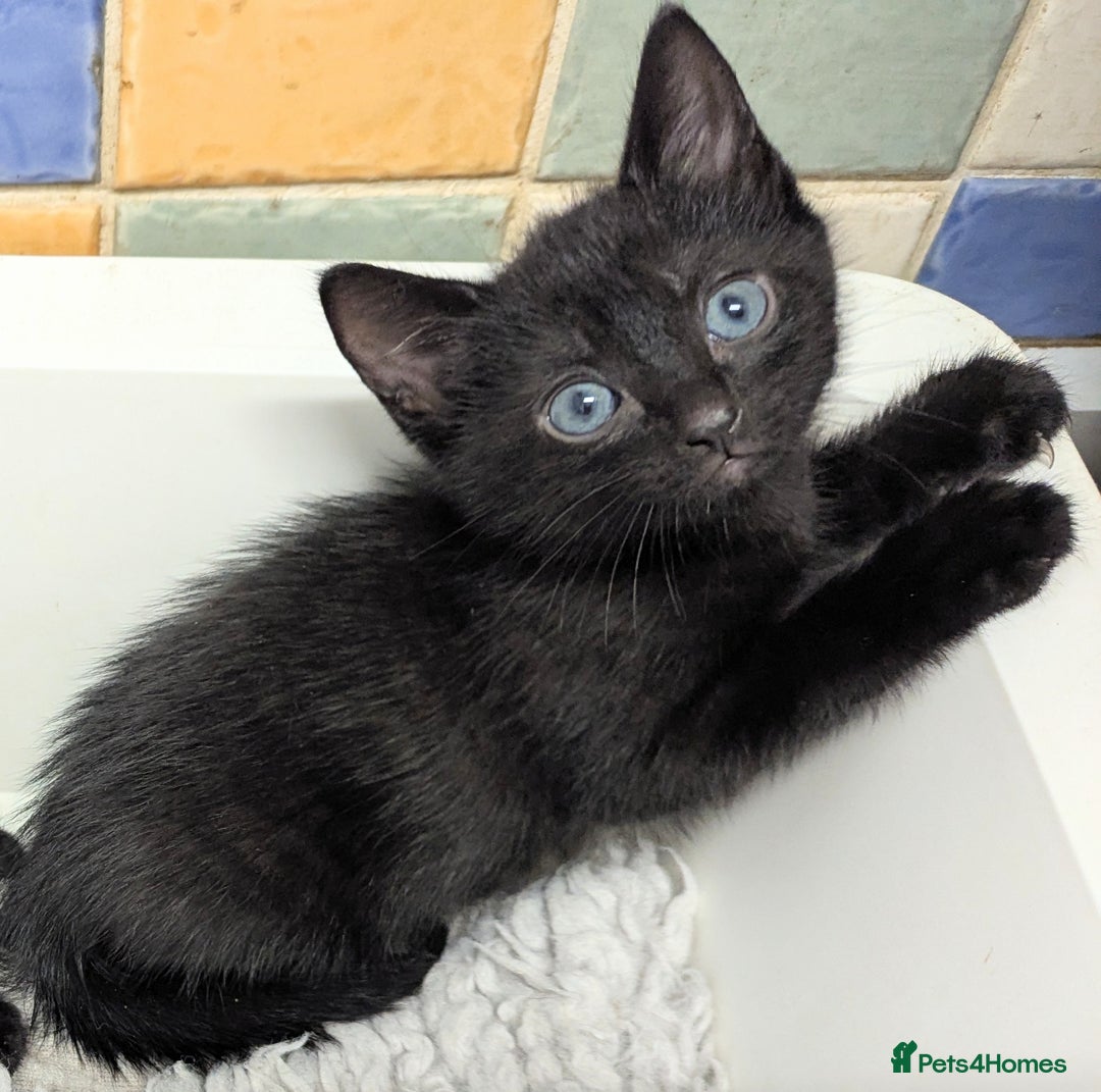 Russian Blue cats for sale: Russian blue mix - Image 1