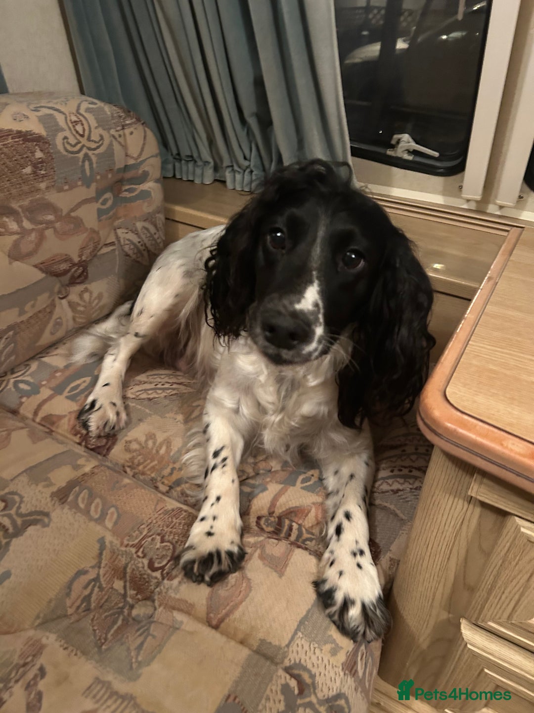 Sprocker dogs for sale: 3 sprockers for sale  - Image 5