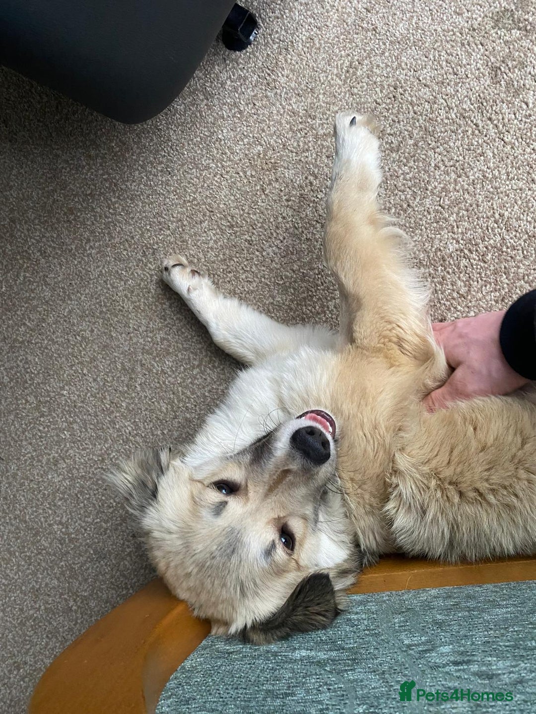 Mixed Breed dogs for adoption: Meet Ziva, currently residing in Sheffield  - Advert 7