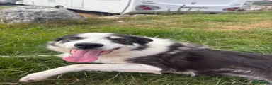 Border Collie 1