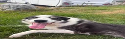 Border Collie dogs for sale: 5 year Old Border Collie Pet - Advert 1