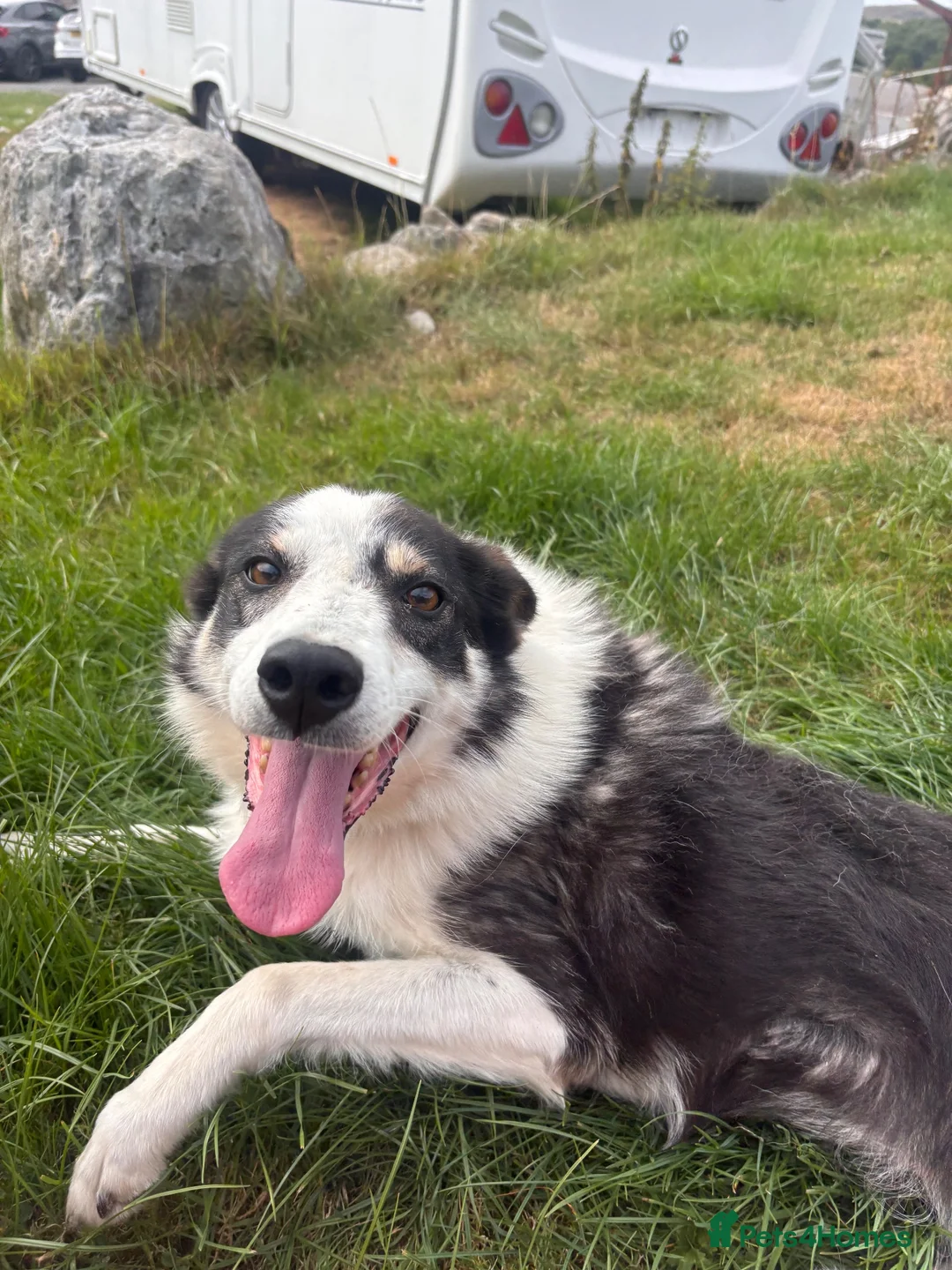 Border Collie dogs for sale: 5 year Old Border Collie Pet - Advert 1