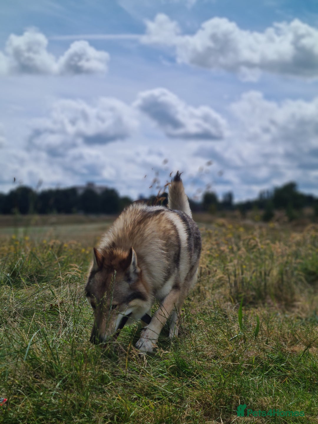 Saarloos Wolfdog dogs for stud: Stud Czechoslovakian wolfdog in Birmingham - Advert 13