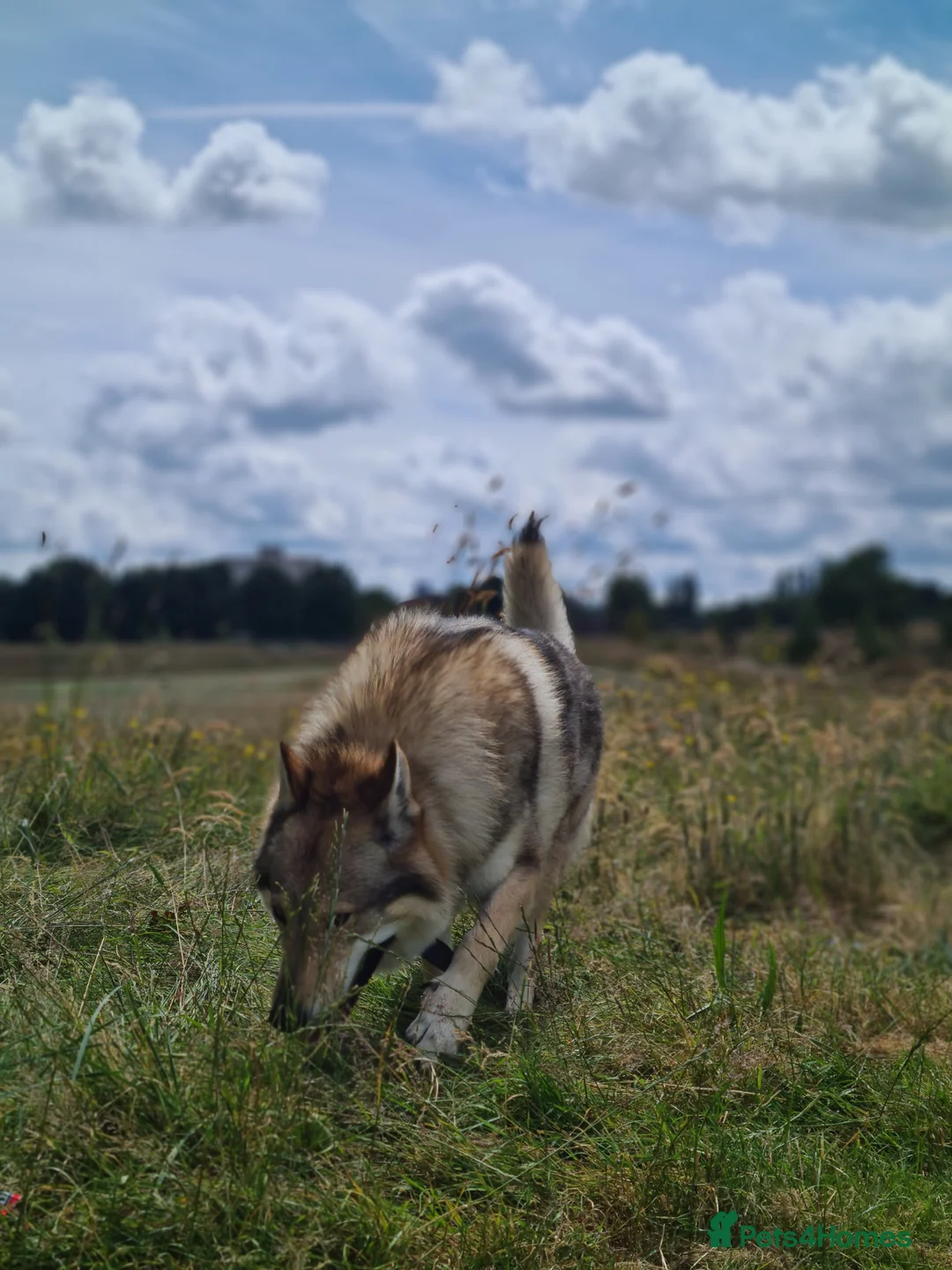 Saarloos Wolfdog dogs for stud: Stud Czechoslovakian wolfdog in Birmingham - Advert 13