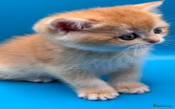 British Shorthair cats for sale: GCCF BSH BY12 GOLDEN CHOCOLATE KITTENS  - Image 3