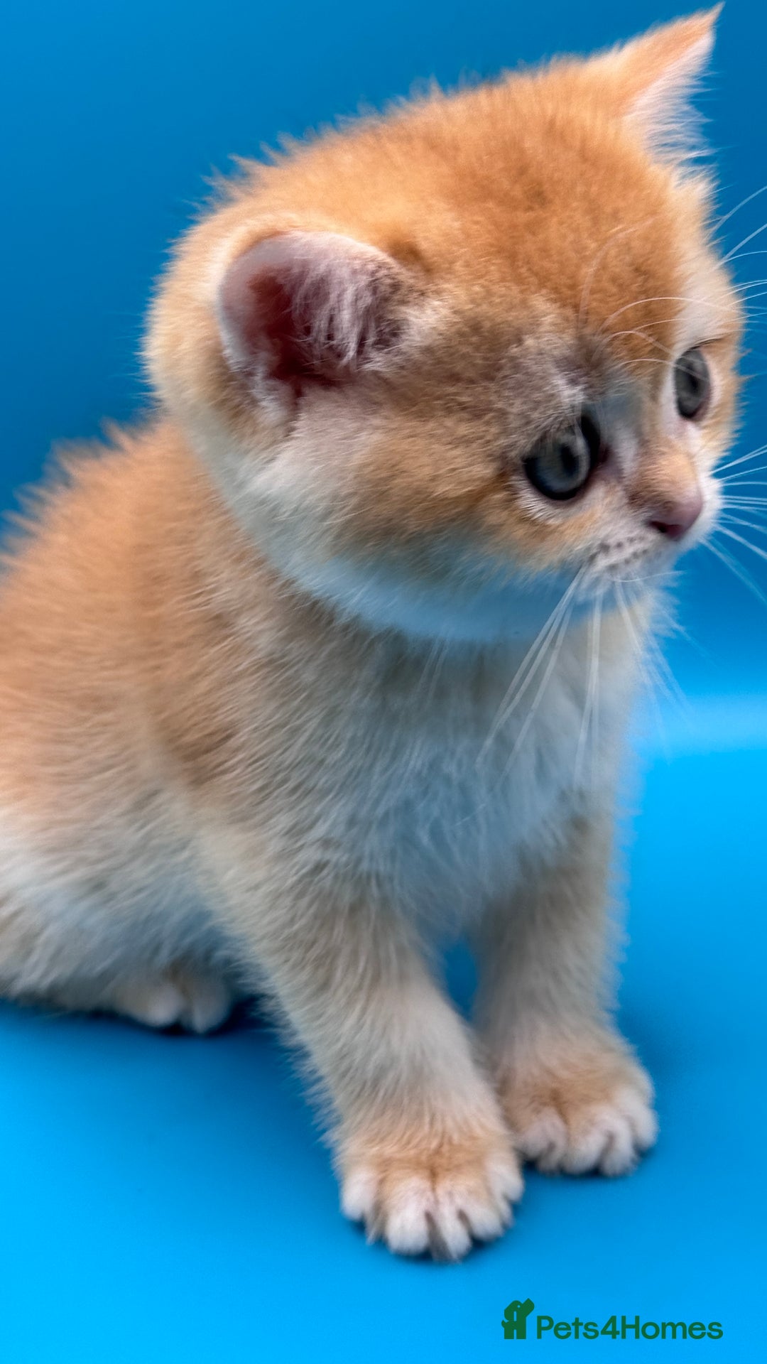 British Shorthair cats for sale: GCCF BSH BY12 GOLDEN CHOCOLATE KITTENS  - Image 3