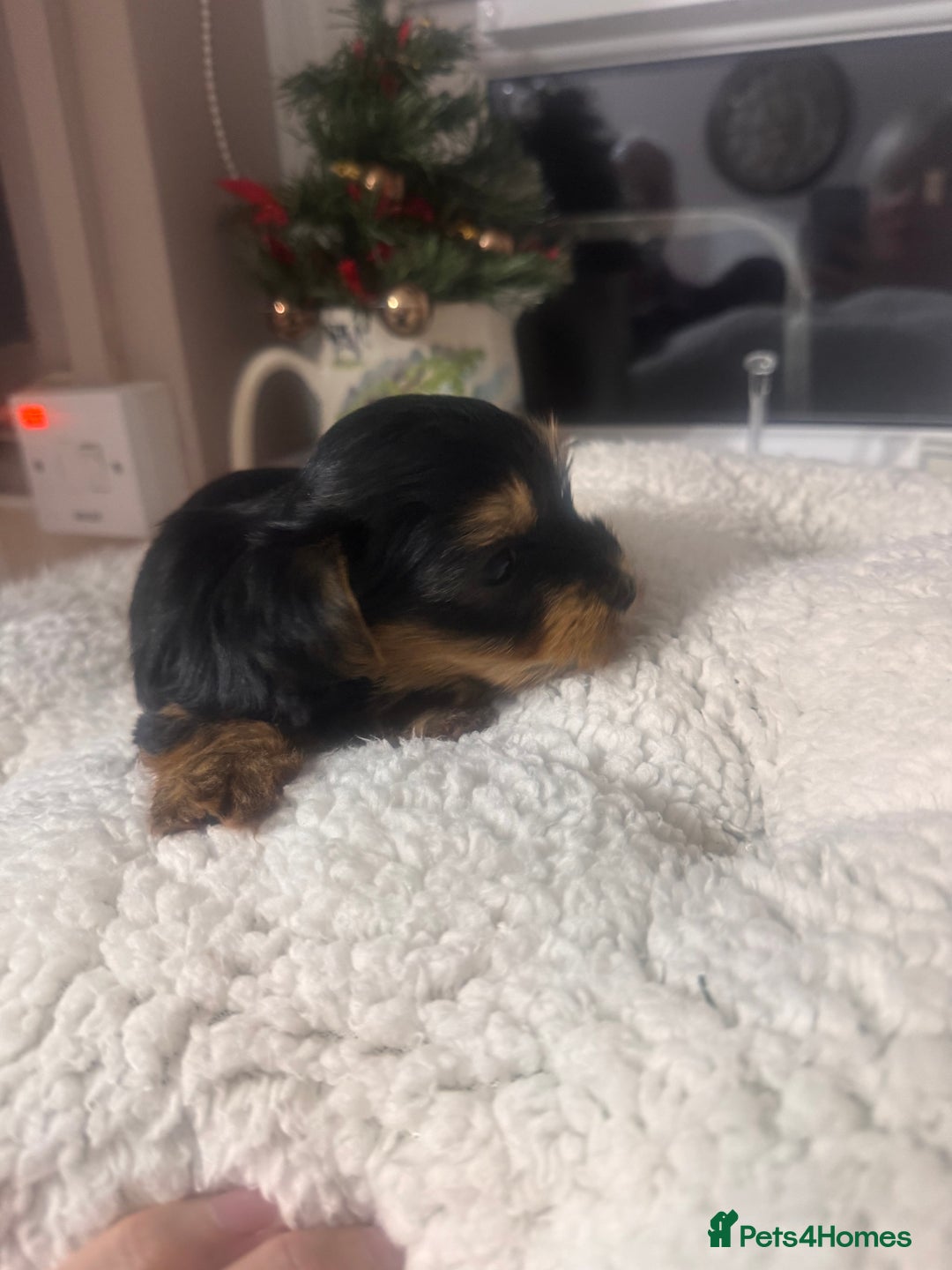 Yorkshire Terrier dogs for sale: SOLD beautiful litter mini Yorkshire terrier pups - Advert 6
