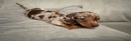 Miniature Dachshund dogs for sale: Miniature dachshund puppies  - Advert 2