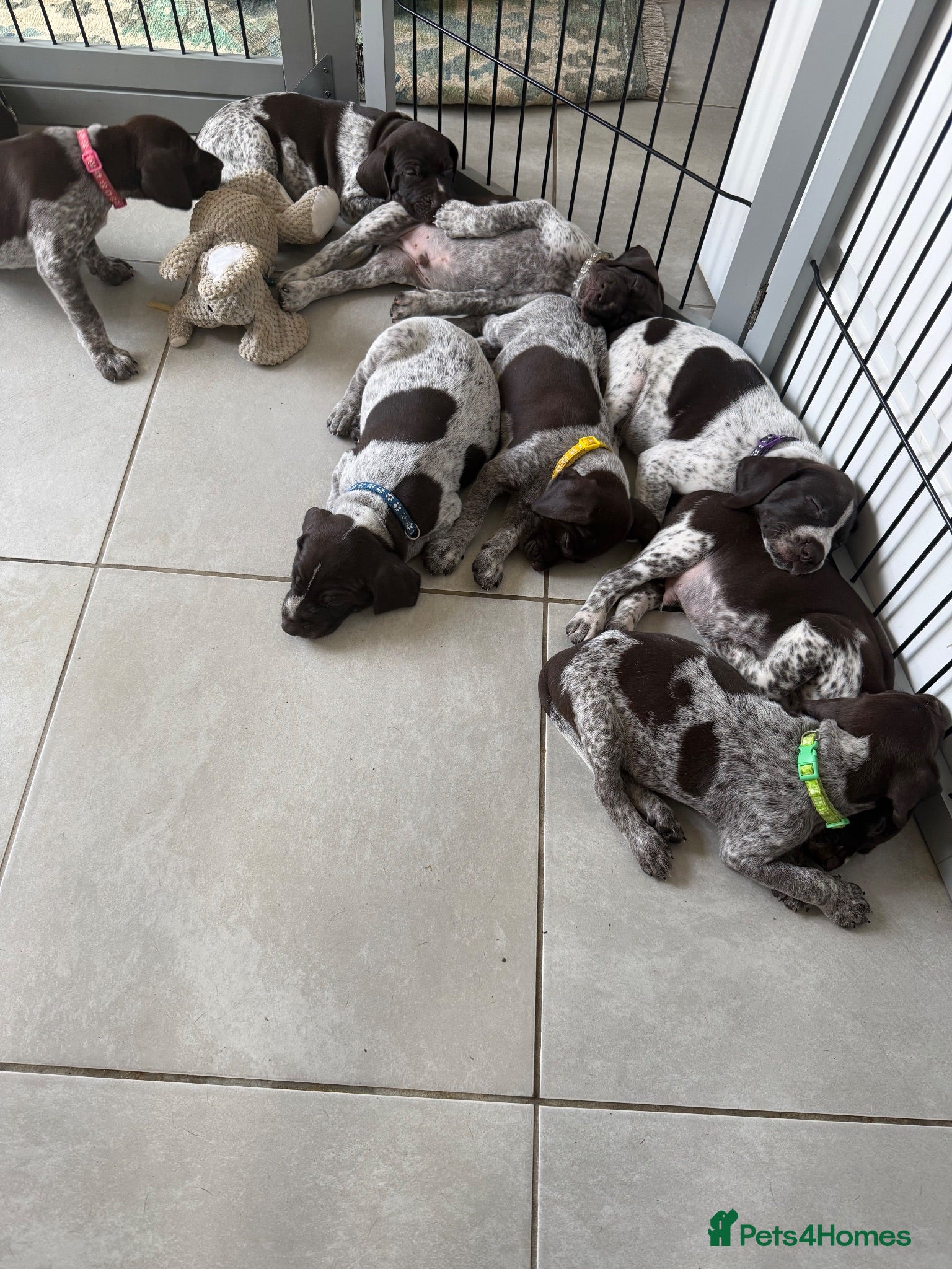German Shorthaired Pointer dogs Stunning litter of 14 German short-haired pointers - Advert 2
