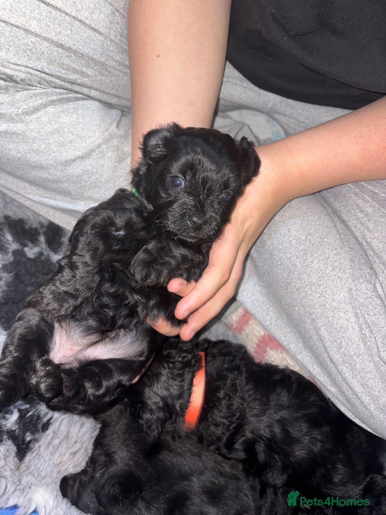Shihpoo dogs Shihpoos - Advert 18