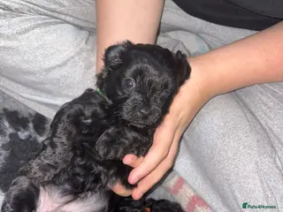Shihpoo dogs Shihpoos - Advert 12