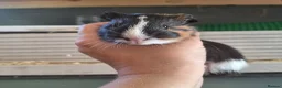 Guinea Pig rodents for sale: Baby Guinea pigs  ready now  - Advert 6