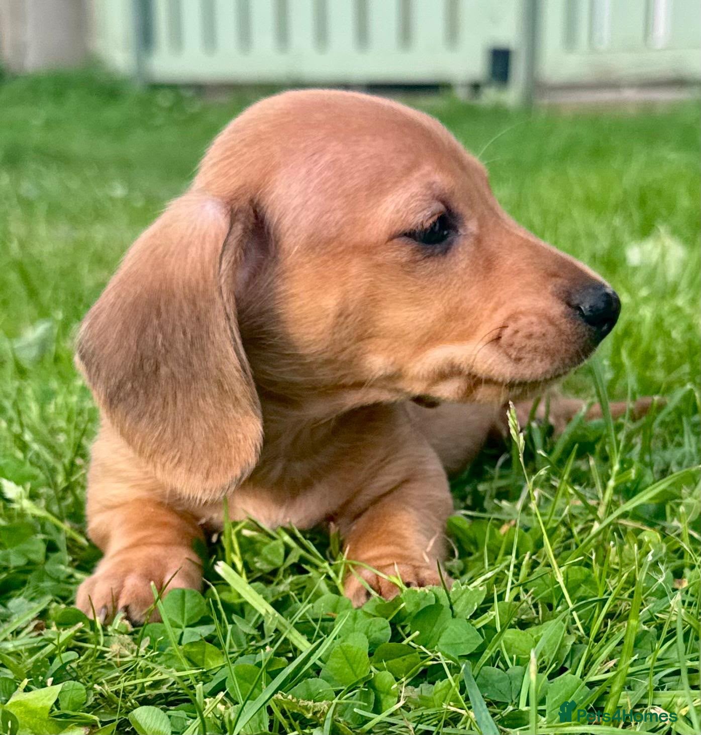Miniature Dachshund dogs Red short haired miniature daschund girl  - Advert 1