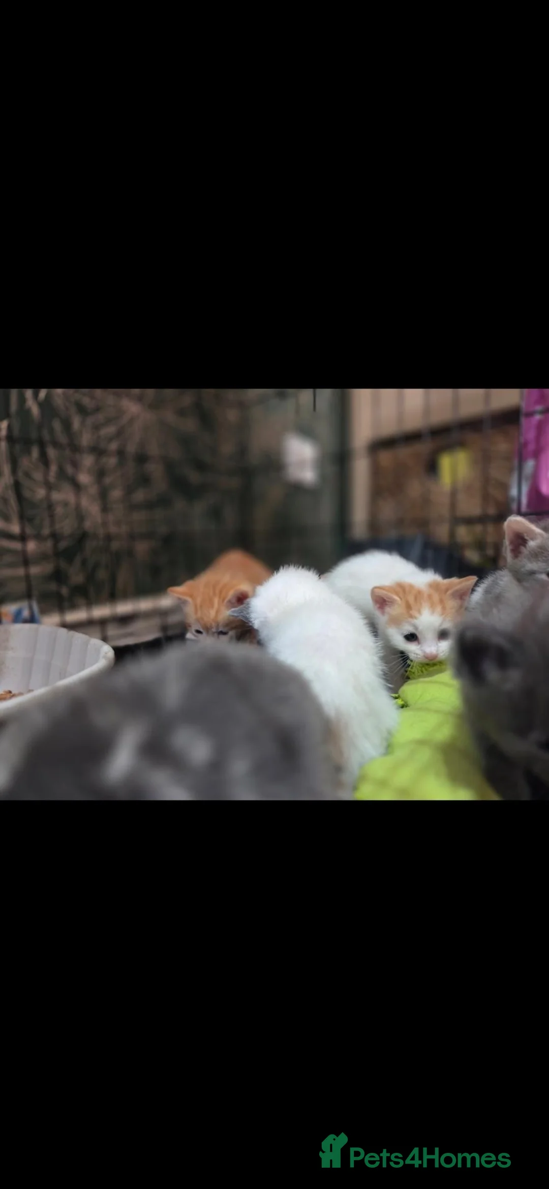 Mixed Breed cats for sale: Kittens ready now please read  - Advert 27