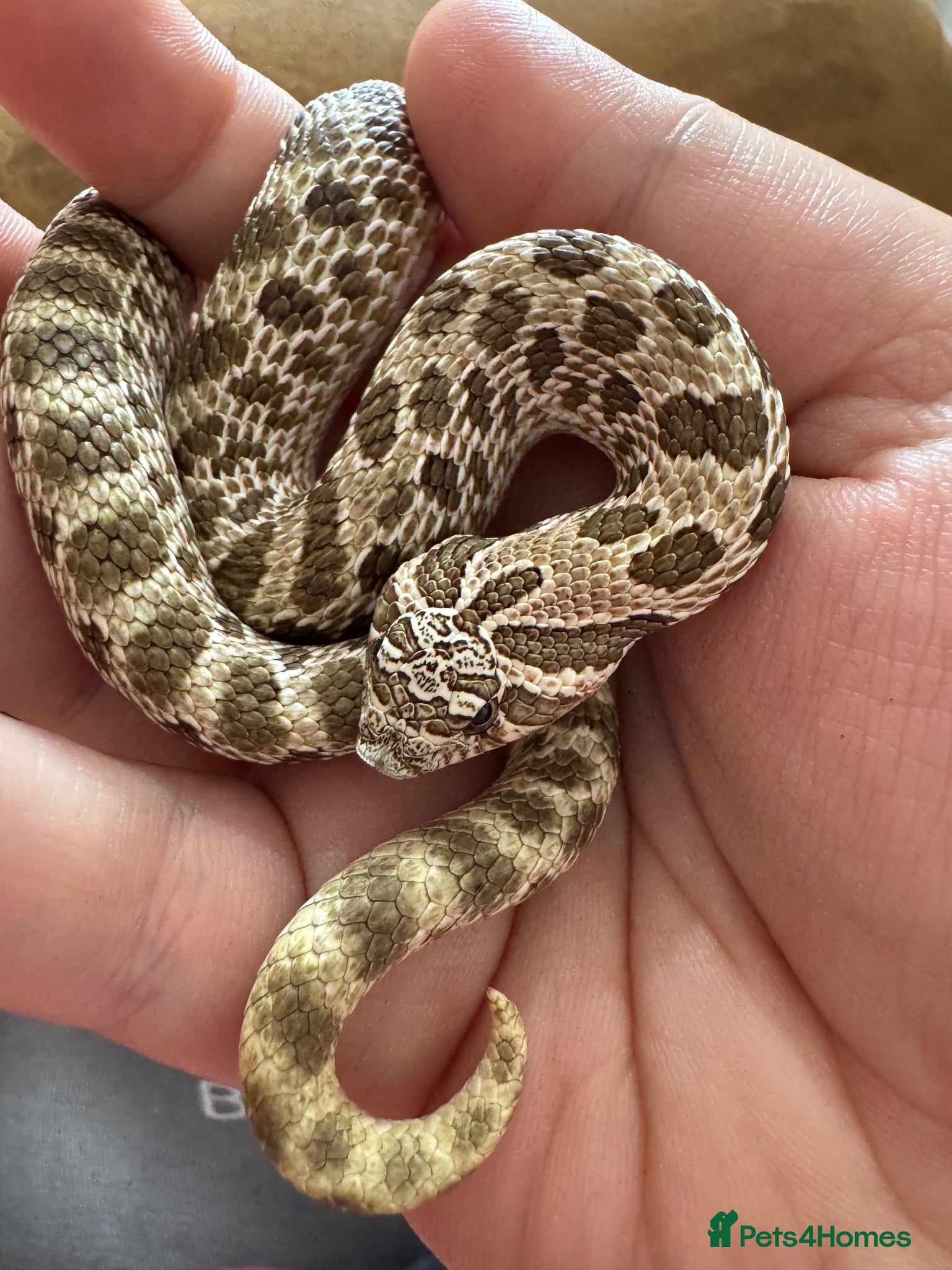 Snake reptiles Arctic Western Hognose 100% Het Lavender CB24 - Advert 2