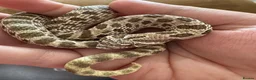 Snake reptiles for sale: Arctic Western Hognose 100% Het Lavender CB24 - Advert 1