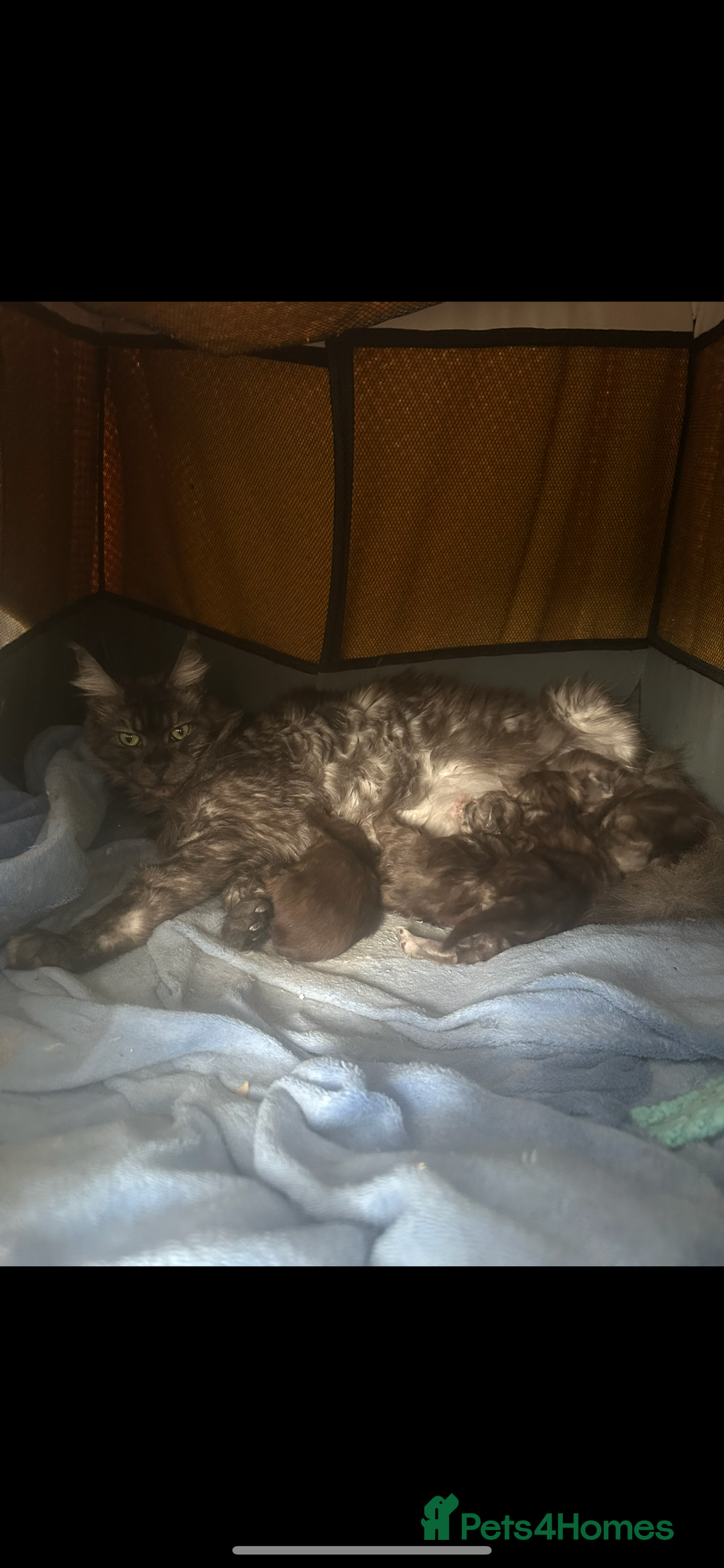 Maine Coon cats for sale: Maincoon kittens  - Image 11
