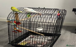 Budgerigars birds for sale: 2 Budgies + Cage  - Image 2