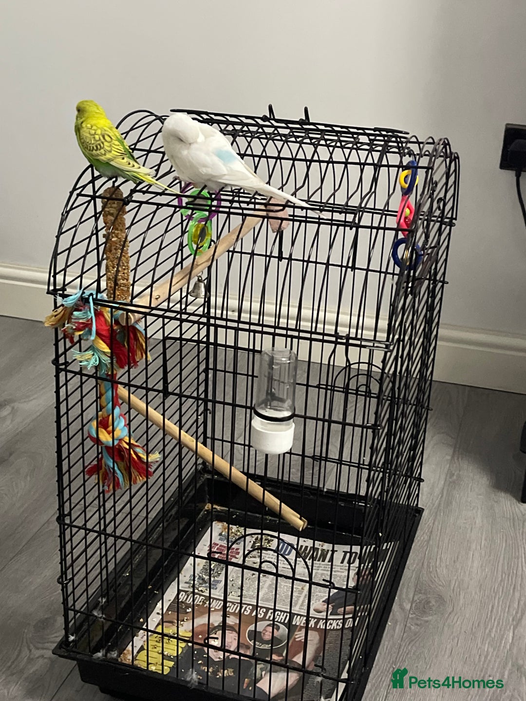Budgerigars birds for sale: 2 Budgies + Cage  - Image 2