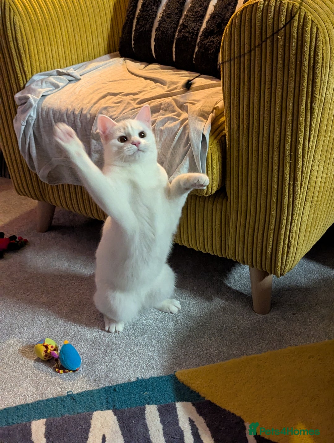 Domestic Shorthair cats for sale: Heartbreaking Rehome-18 month old Pure White Cat x - Image 37