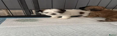 Shih Tzu Puppy 1