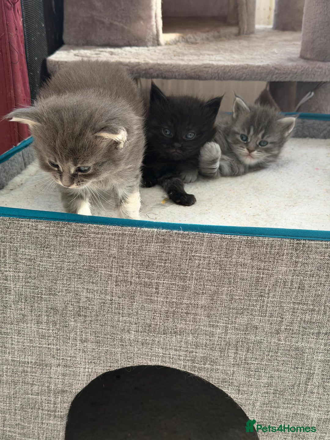 Maine Coon cats for sale: Maine Coon - Advert 3