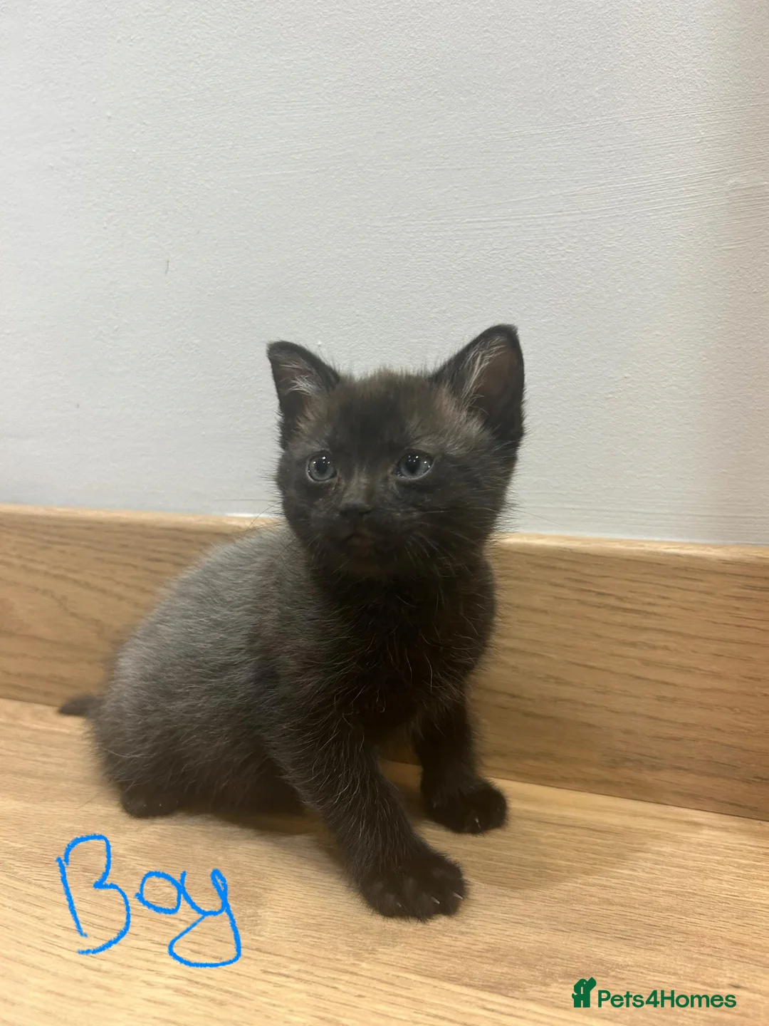 Turkish Angora cats for sale: Kittens for sale  - Advert 31