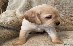 Cockerdor dogs for sale: Adorable f1 cockerdor puppies - Image 10