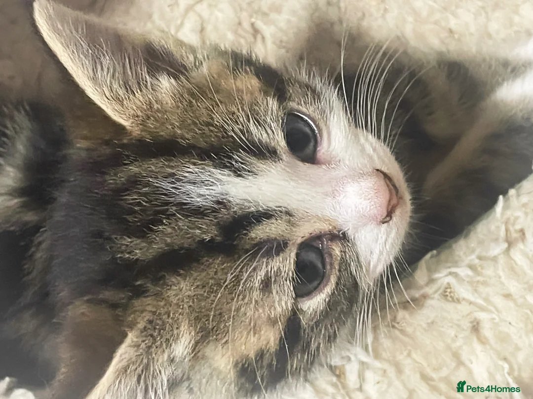 Mixed Breed cats for sale: Stunning Mix Thai “Khao manee” kittens  - Advert 3