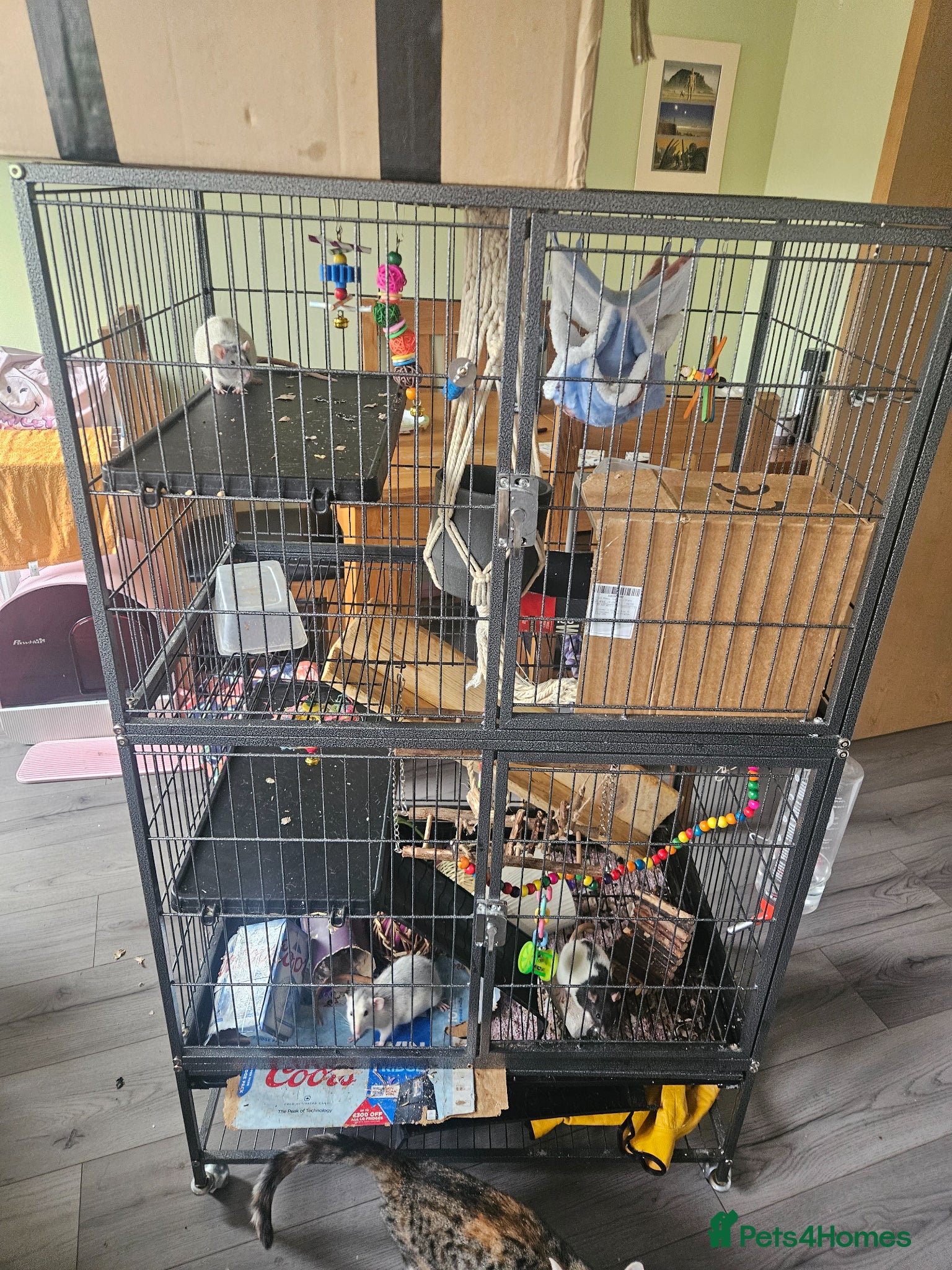 Rat rodents for sale: 4 female rats for adoption  - Advert 1