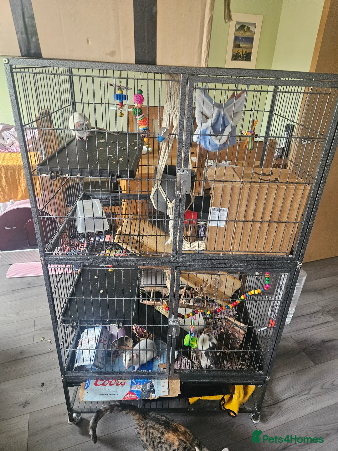 Rat rodents for sale: 4 female rats for adoption  - Advert 1