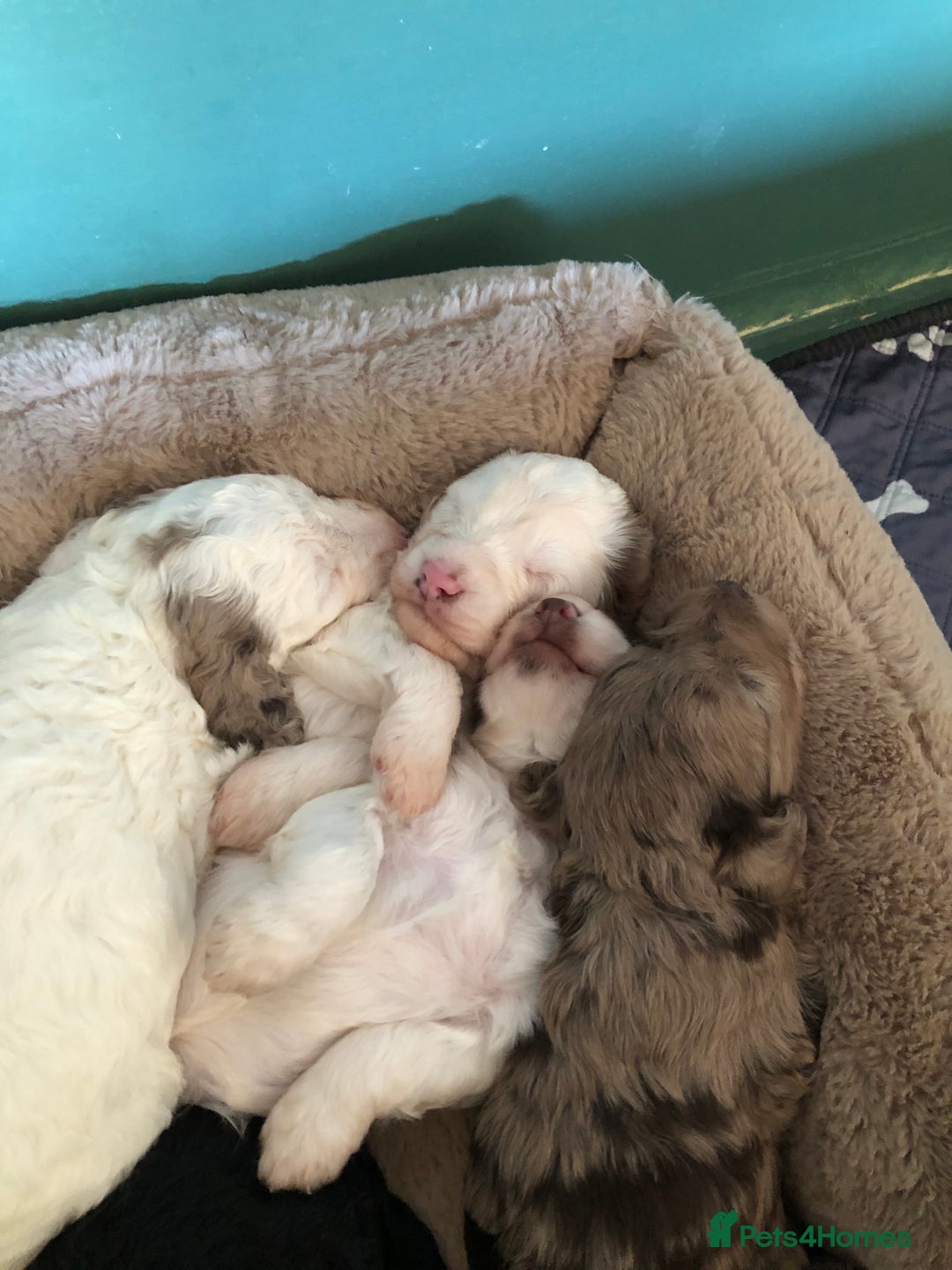 Cockapoo dogs for sale: Cockerpoo f1b puppies for sale  - Image 2
