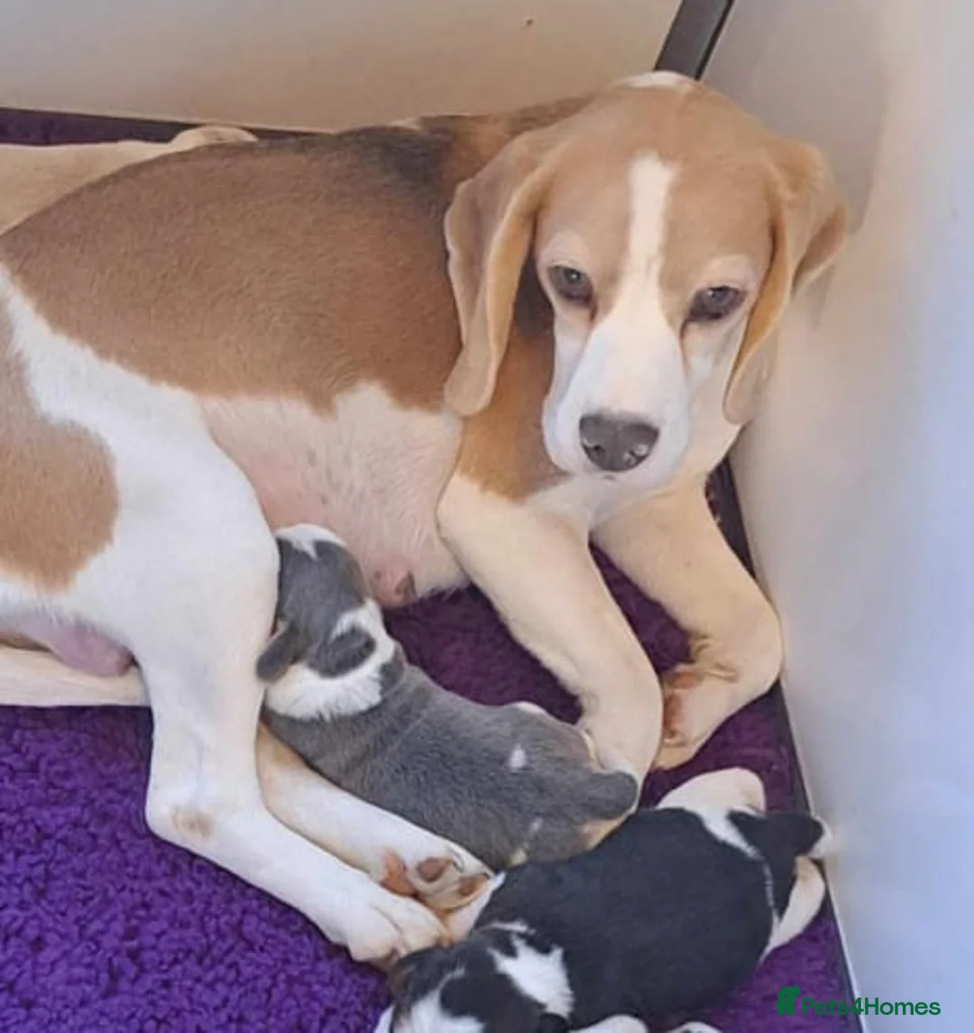 Beagle dogs for sale: STUNNING KENNEL CLUB REG BEAGLE PUPPIES - Advert 10