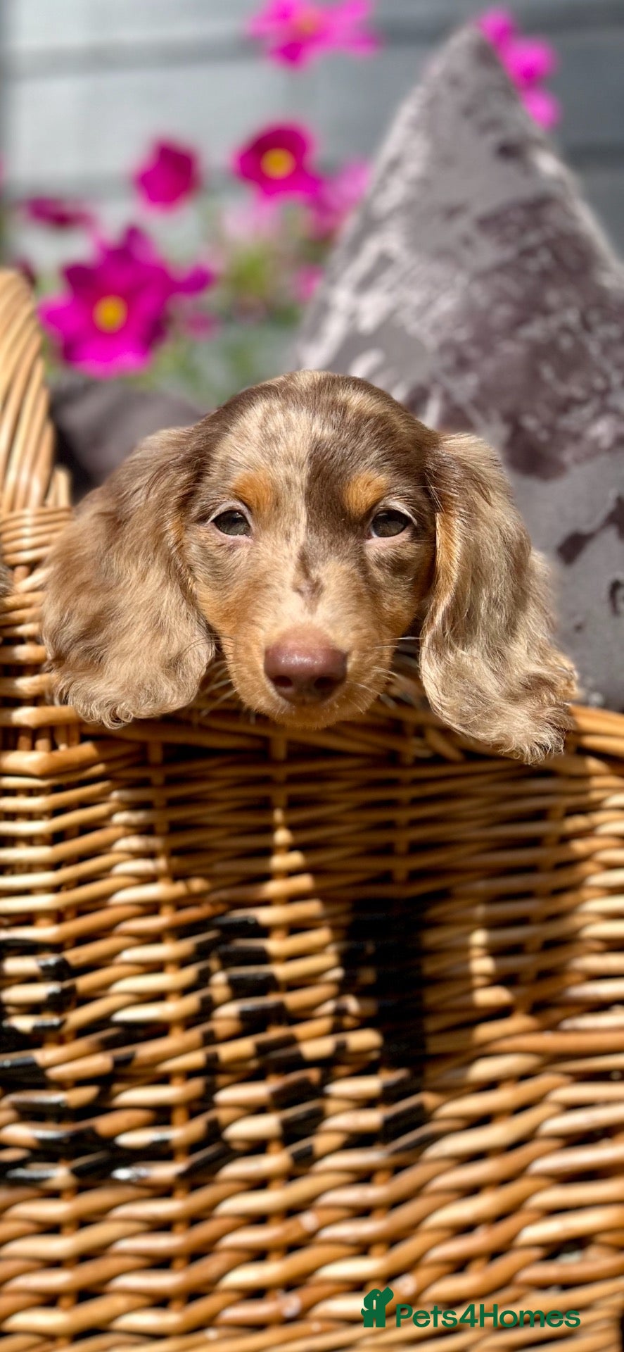 Miniature Dachshund dogs Long haired miniature dachshund - Advert 2
