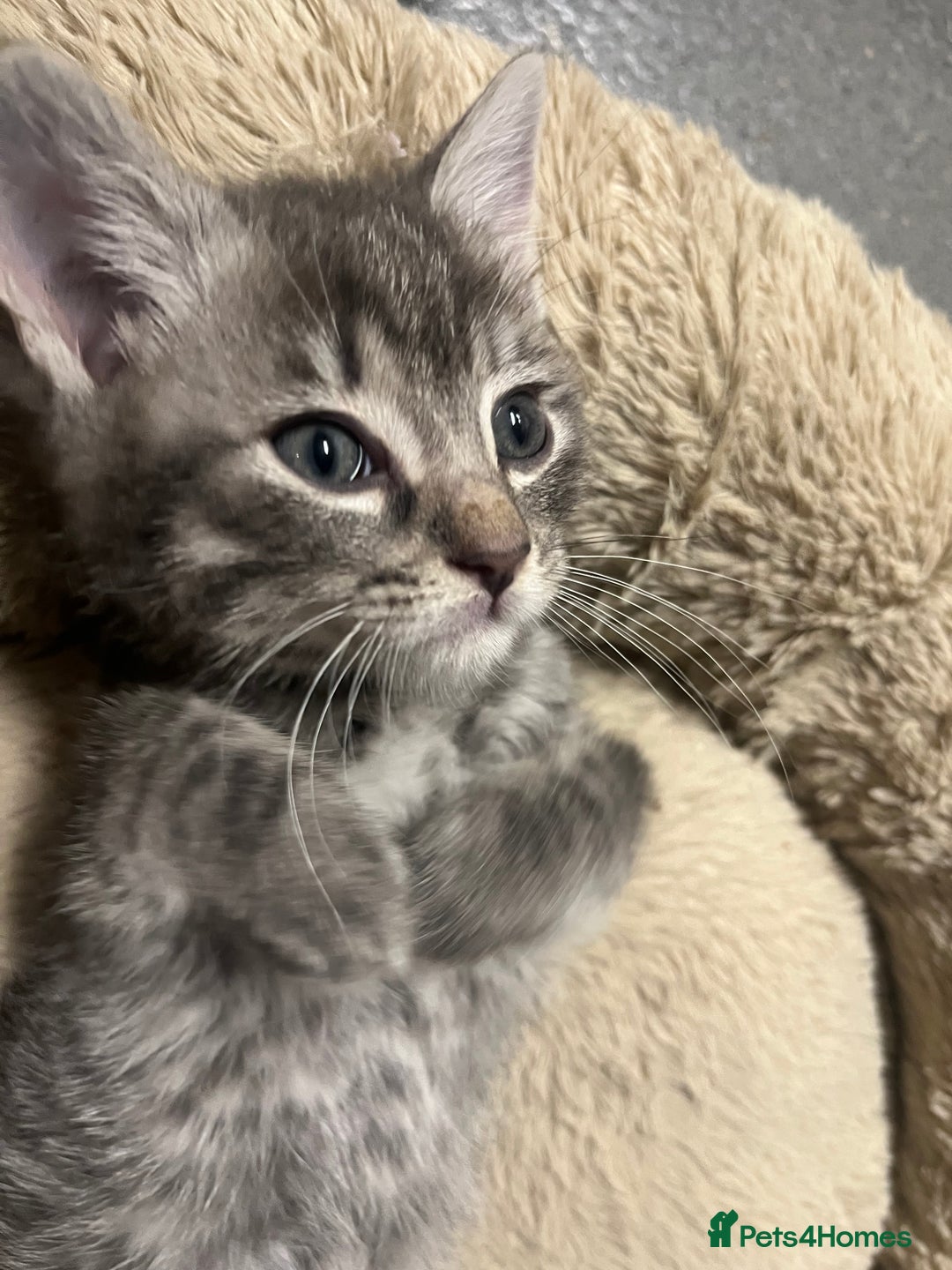 Mixed Breed cats for sale: 🐾 Stunning 9 week old blue eyed Kittens - Advert 5