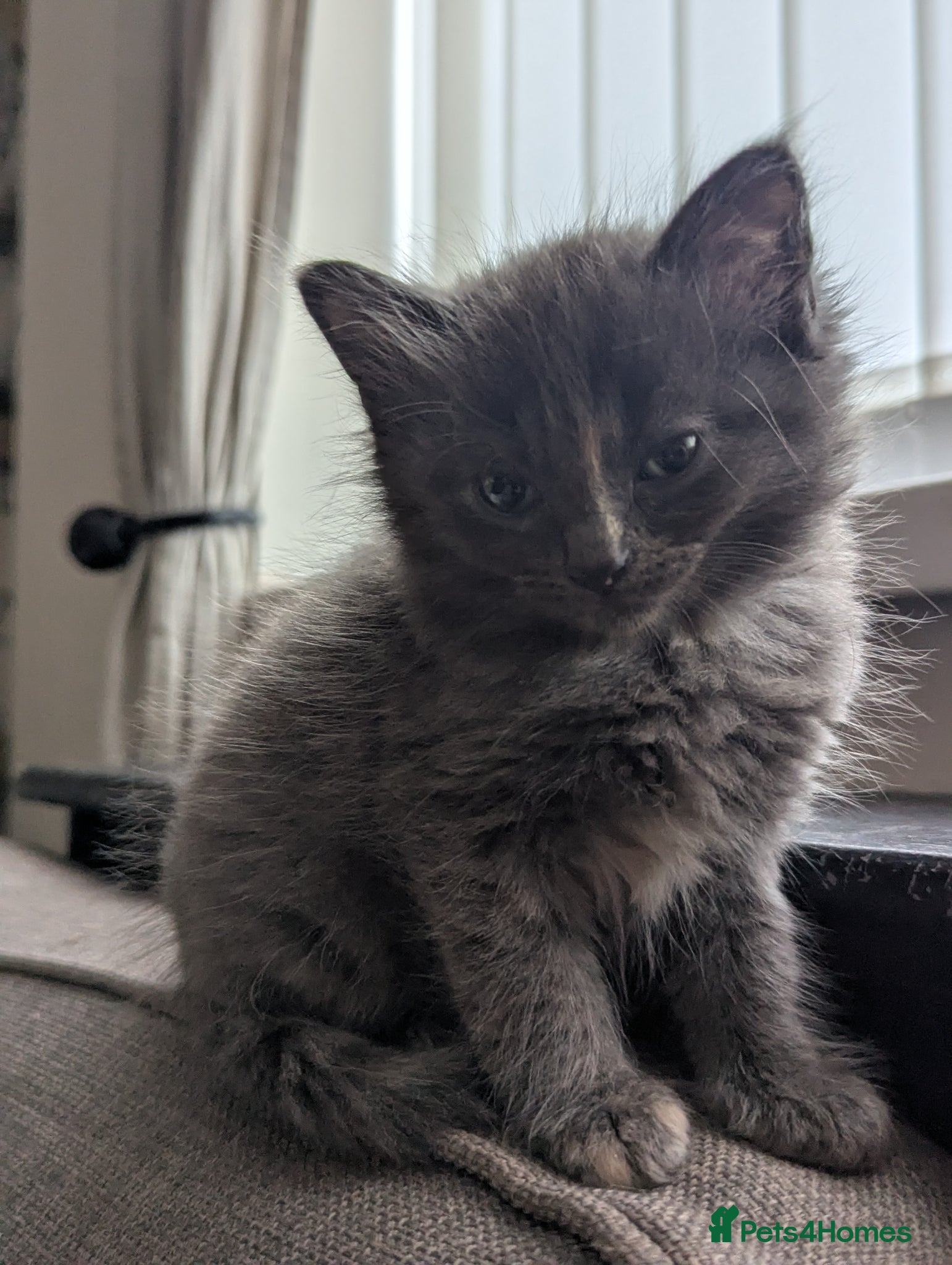 Mixed Breed cats for sale: Beautiful half ragdoll kittens  - Advert 11