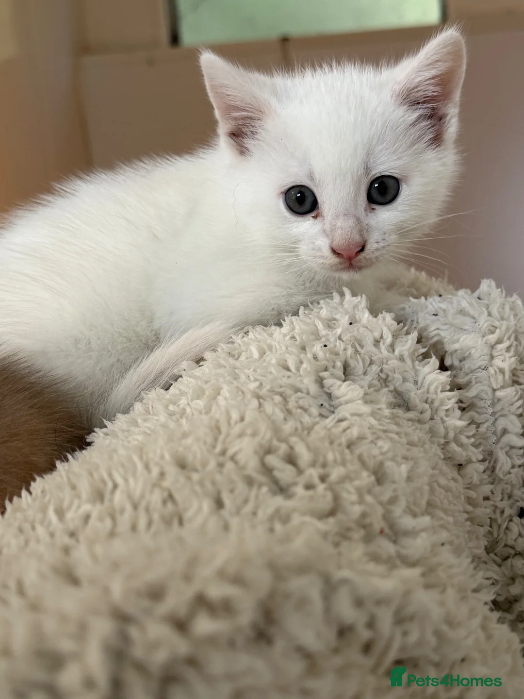 British Shorthair cats for sale: Gorgeous British Shorthair x kittens - Advert 10