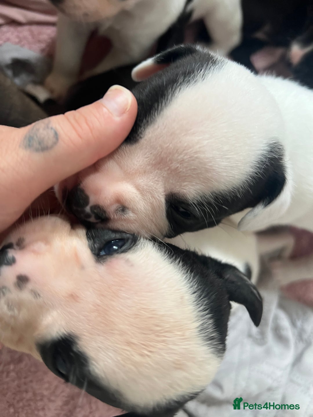 Mixed Breed dogs for sale: French bulldog cross American bulldog  - Image 5