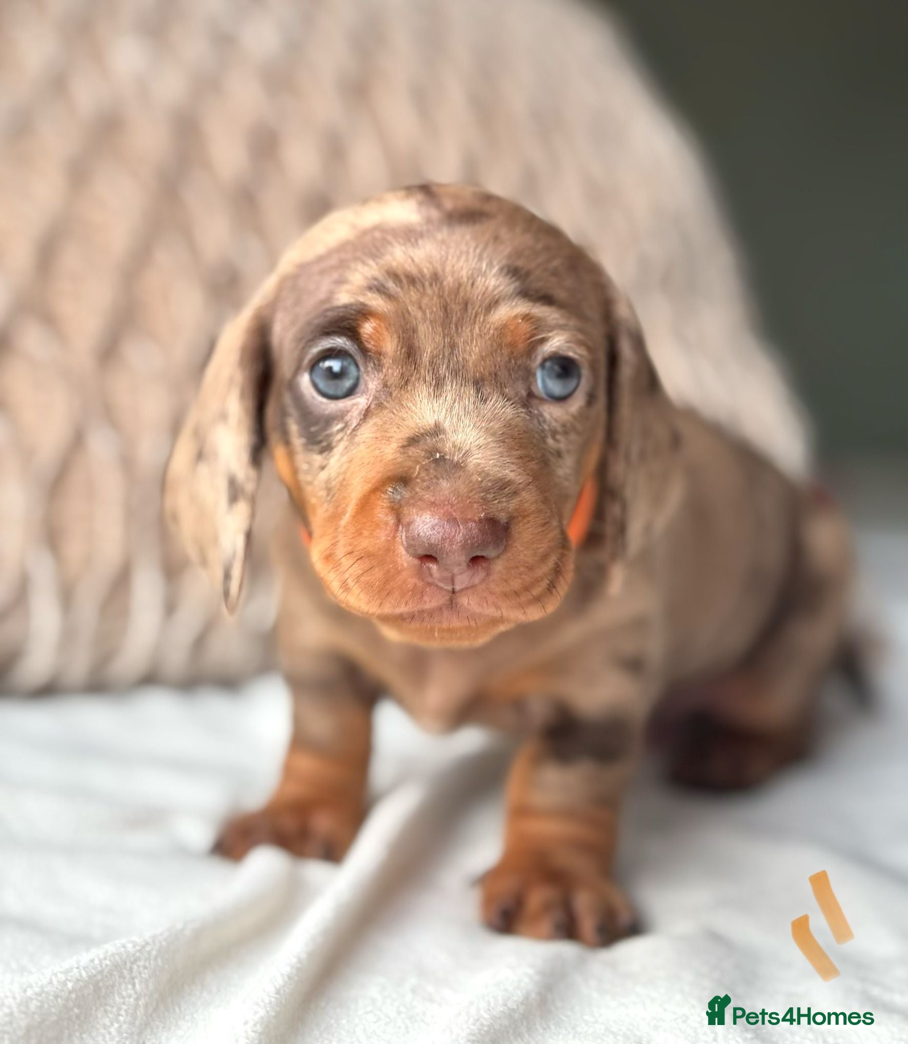 Miniature Dachshund dogs For Sale Adorable Miniature Dachshund puppies - Advert 8