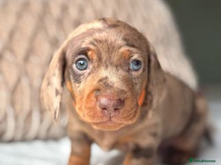 Miniature Dachshund dogs For Sale Adorable Miniature Dachshund puppies - Advert 15