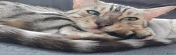 Bengal cats for sale: Gorgeous Pedigree Bengal Kittens Waitlist - Advert 2
