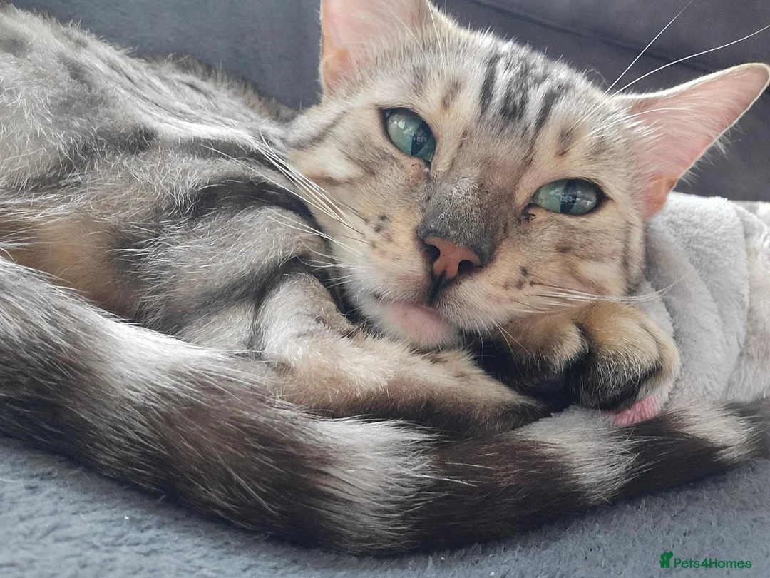 Bengal cats for sale: Gorgeous Pedigree Bengal Kittens Waitlist - Advert 2