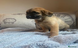 Mixed Breed dogs for sale: Cane corso X Alaskan malamute surprise litter  - Image 29