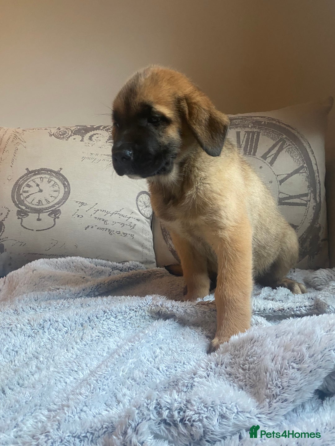Mixed Breed dogs for sale: Cane corso X Alaskan malamute surprise litter  - Image 29