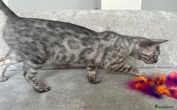 Bengal cats for sale: Beautiful Silver Charcoal Spay Female Bengal in Benfleet - Image 7