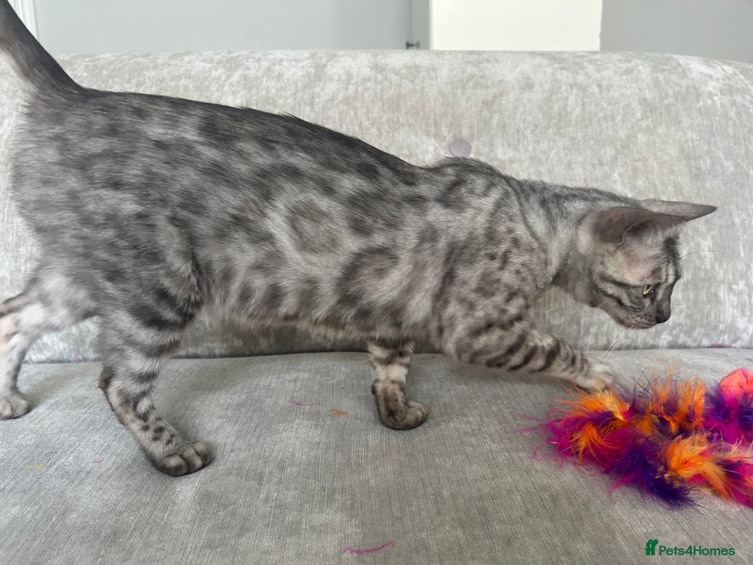 Bengal cats for sale: Beautiful Silver Charcoal Spay Female Bengal in Benfleet - Image 7