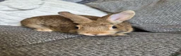 Netherland Dwarf rabbits for sale: 2 female Netherlands dawf x Rex  - Advert 2